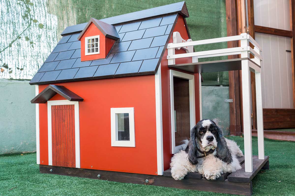 Cuccia per il cane: come scegliere la migliore?
